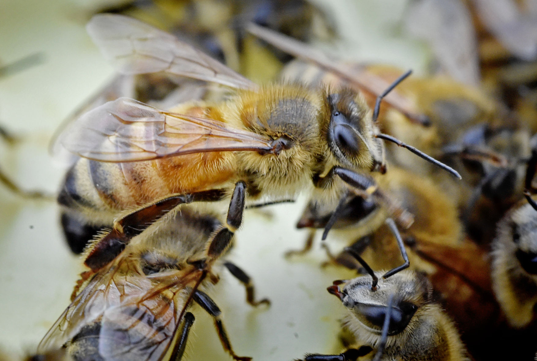 bees